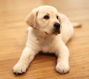 腦筋急轉(zhuǎn)彎為什么狗喜歡汪汪叫