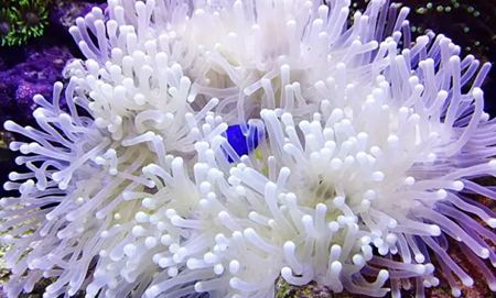 海葵是植物還是動物,海葵能吃嗎