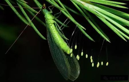 為什么說草蛉是“除害能手”呢？