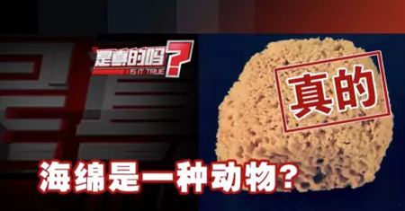 為什么說海綿是動(dòng)物？