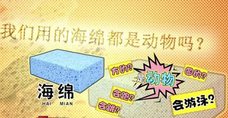 為什么說海綿是動(dòng)物？