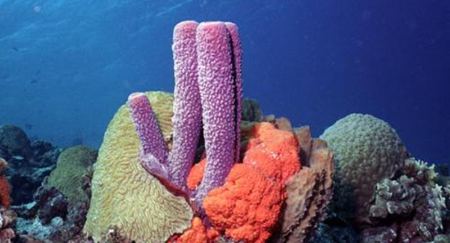 為什么說海綿是動(dòng)物？