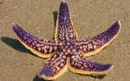 為什么海星是奇妙的動(dòng)物呢？