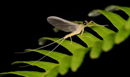蜉蝣為什么只能活一天？