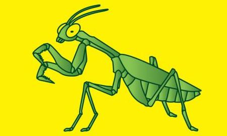 為什么說螳螂是“捕蟲神刀手”？