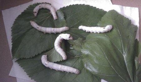 桑蠶為什么喜歡吃桑葉？