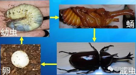 為什么獨角仙總是喜歡打架？