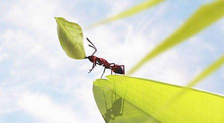 螞蟻為什么能認路？