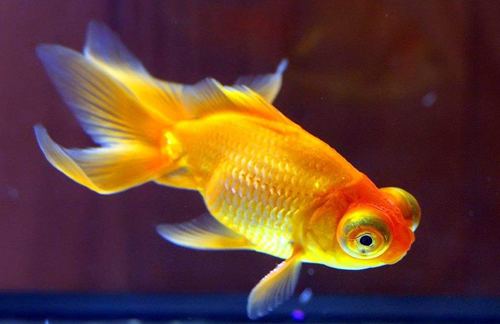 養金魚為什么要特別注意用水