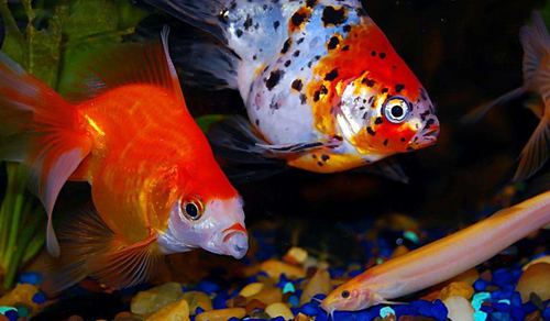 養金魚為什么要特別注意用水