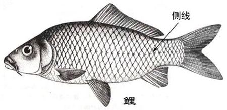 為什么魚的身體上有兩條側線？