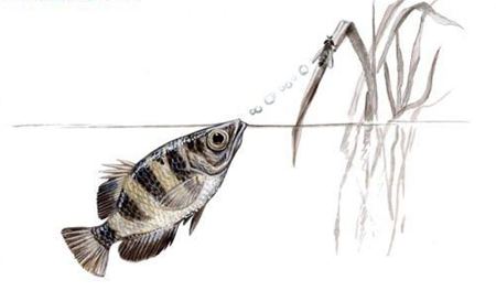 射水魚如何射中獵物？