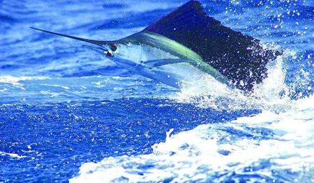 速度最快的魚是什么魚,速度是多少