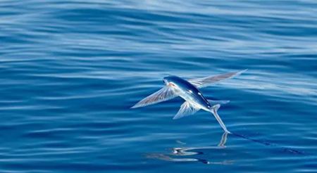 飛魚為什么能飛,飛魚能飛多遠
