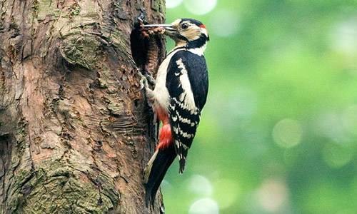 啄木鳥是怎樣為樹“治病”的？