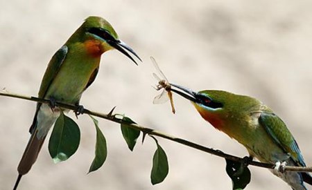 鳥類為什么沒有牙齒,鳥兒的牙齒去哪里了