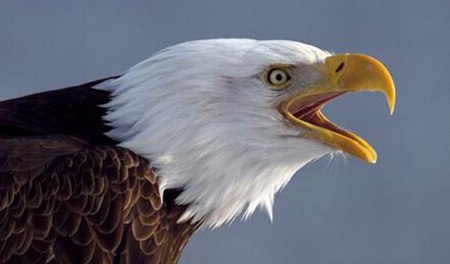 鳥類為什么沒有牙齒,鳥兒的牙齒去哪里了