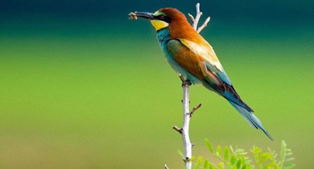 鳥類是靠什么認路的,鳥兒遷徙靠什么來導航