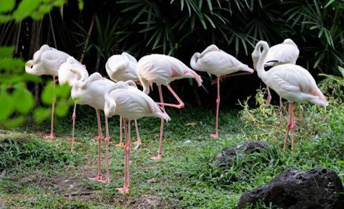 鶴為什么要用一只腳站著睡覺？