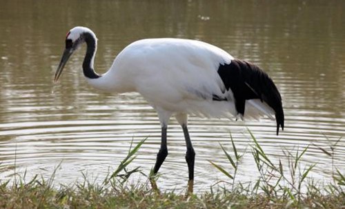 鶴為什么要用一只腳站著睡覺？