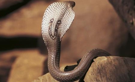 為什么眼鏡蛇發怒時脖子會變粗？