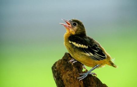 鳥兒為什么要唱歌,小鳥歌唱的原因