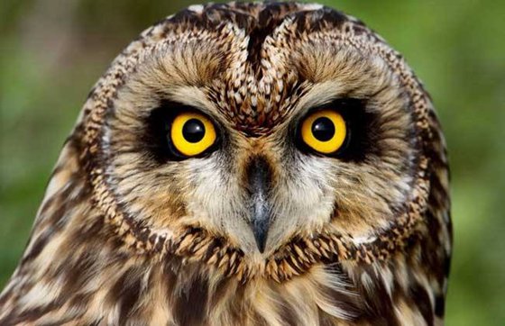 鳥(niǎo)兒為什么要唱歌,小鳥(niǎo)歌唱的原因