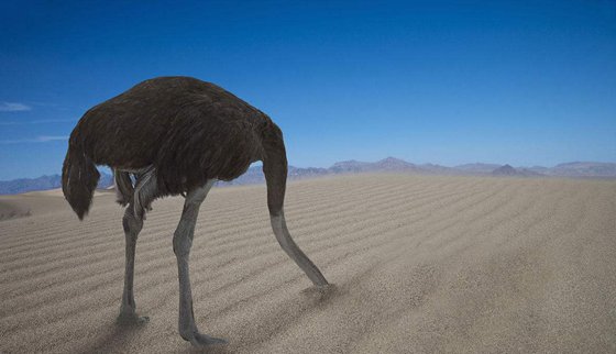 鴕鳥是什么鳥,鴕鳥會(huì)飛嗎,鴕鳥蛋怎么吃