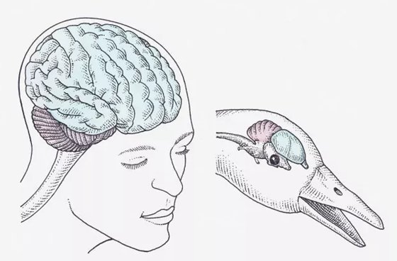 為什么說烏鴉是最聰明的鳥？