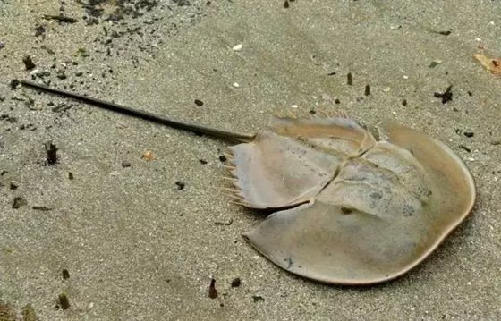 為什么鱟的血液是藍(lán)色的