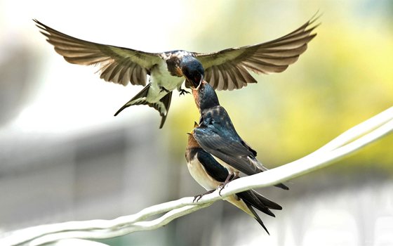 為什么說燕子是捕蟲能手,燕子一天能捕多少害蟲