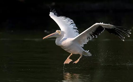 鵜鶘是什么鳥,你了解鵜鶘嗎