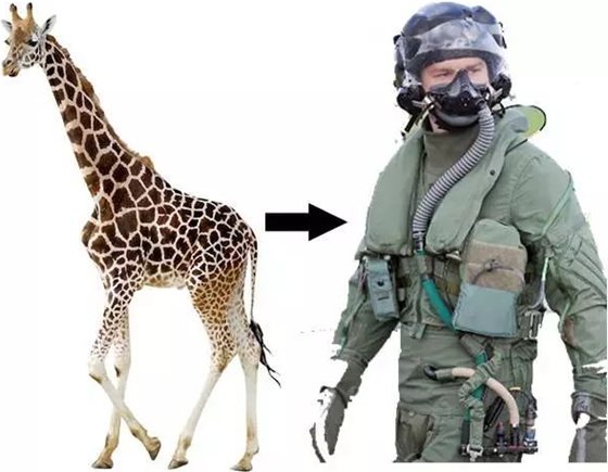 長頸鹿為什么不會腦淤血,長頸鹿高血壓的秘密