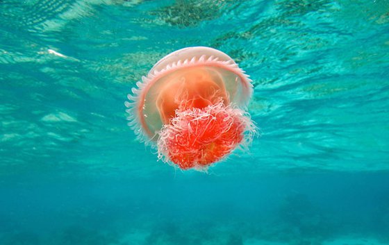 為什么水母可以預測風暴