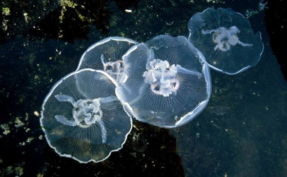 為什么水母可以預測風暴