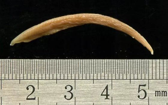 文昌魚(yú)為什么十分珍貴