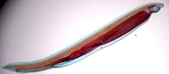 文昌魚(yú)為什么十分珍貴