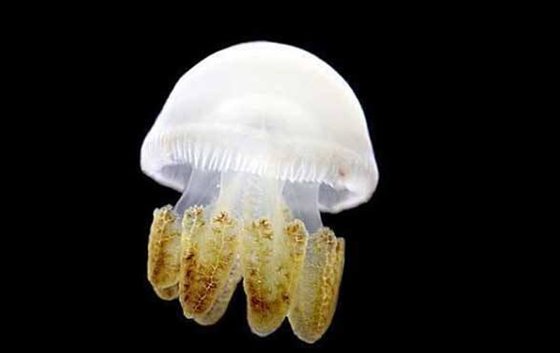 為什么海蜇會蟄人