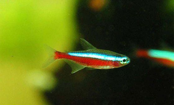 燈籠魚為什么能發光