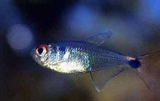 燈籠魚為什么能發光