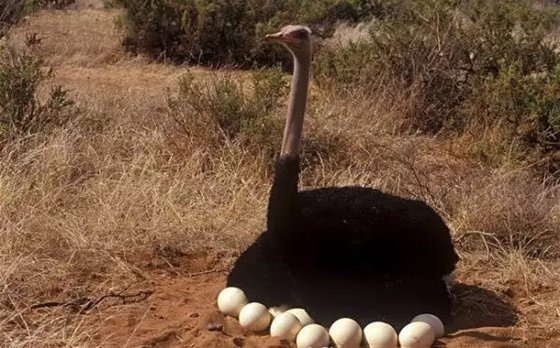 鳥認(rèn)識(shí)自己的蛋嗎,為什么有的鳥不認(rèn)識(shí)自己的蛋