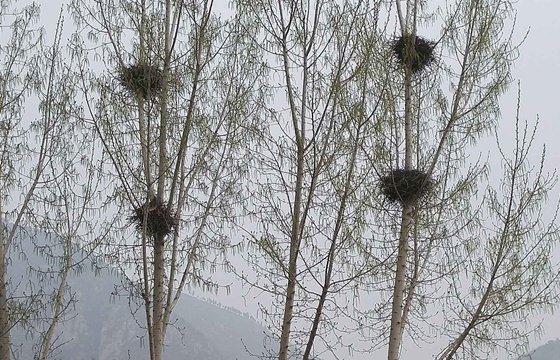 鳥認(rèn)識(shí)自己的蛋嗎,為什么有的鳥不認(rèn)識(shí)自己的蛋