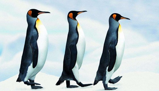 為什么有些鳥不會飛