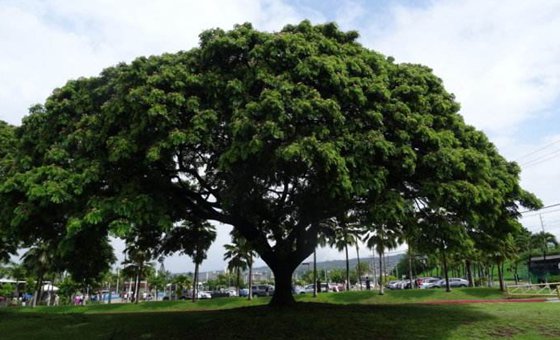 為什么樹干是圓的,樹干多數是圓形的原因