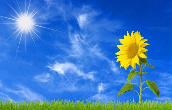 向日葵為什么會隨著太陽轉(zhuǎn),向日葵晚上怎么轉(zhuǎn)回來