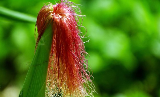 玉米須有什么作用？,玉米須有哪些功效？