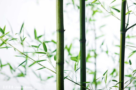 為什么竹子長不粗,竹子只長高不長粗的原因