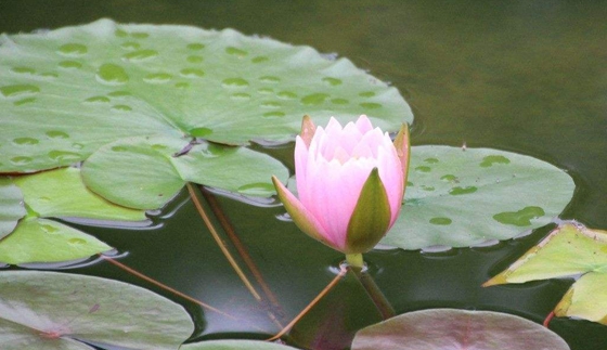 為什么植物也要睡覺,會(huì)睡覺的植物有哪些