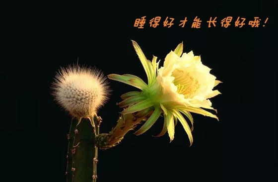 為什么植物也要睡覺,會(huì)睡覺的植物有哪些