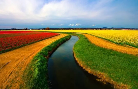 郁金香的故鄉在哪里,郁金香的原產地